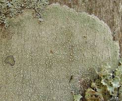 Attēlu rezultāti vaicājumam “Pertusaria amara”