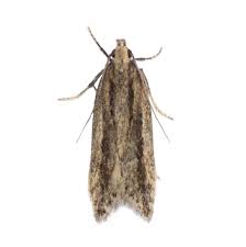 Attēlu rezultāti vaicājumam “Idaea biselata”