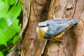 Attēlu rezultāti vaicājumam “Sitta europaea”