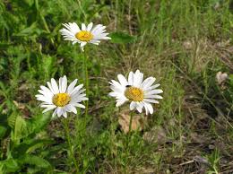Attēlu rezultāti vaicājumam “Leucanthemum vulgare leaf”