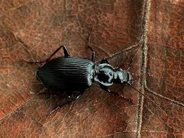 Attēlu rezultāti vaicājumam “Limodromus assimilis”