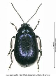 Attēlu rezultāti vaicājumam “Agelastica alni”