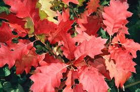 Attēlu rezultāti vaicājumam “Quercus rubra”