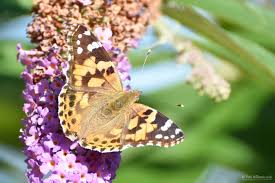 Attēlu rezultāti vaicājumam “Vanessa cardui upperside”