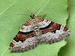 Attēlu rezultāti vaicājumam “Xanthorhoe quadrifasiata”