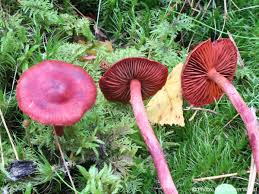 Attēlu rezultāti vaicājumam “Cortinarius sanguineus”