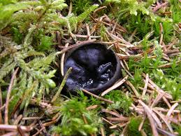 Attēlu rezultāti vaicājumam “Pseudoplectania nigrella”