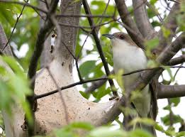 Image result for Coccyzus erythropthalmus