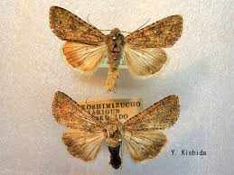 Attēlu rezultāti vaicājumam “Hadula trifolii”