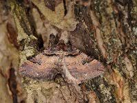 Attēlu rezultāti vaicājumam “Anticollix sparsata”