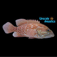 Image result for Cephalopholis cruentata