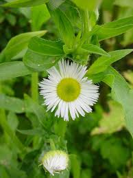Attēlu rezultāti vaicājumam “Erigeron annuus flower”