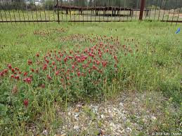 Image result for Trifolium incarnatum