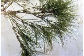 Attēlu rezultāti vaicājumam “Najas flexilis leaf”