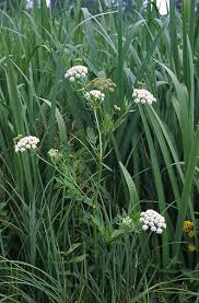 Attēlu rezultāti vaicājumam “Sium latifolium”