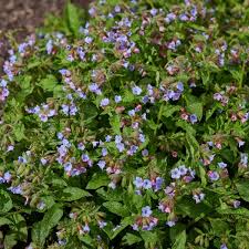 Image result for Lungenkraut