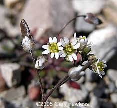 Attēlu rezultāti vaicājumam “Erophila verna flower”
