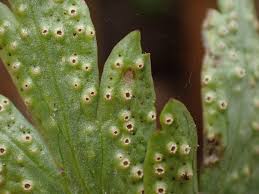 Attēlu rezultāti vaicājumam “Tranzschelia pruni-spinosae spores”