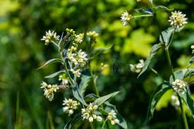 Attēlu rezultāti vaicājumam “Vincetoxicum hirundinaria flower”