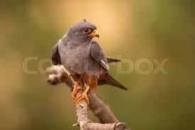 Image result for Falco vespertinus