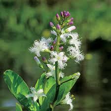 Attēlu rezultāti vaicājumam “Menyanthes trifoliata”