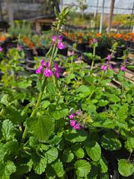Attēlu rezultāti vaicājumam “Stachys officinalis flower”