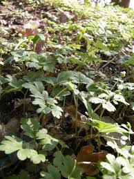 Attēlu rezultāti vaicājumam “Adoxa moschatellina”