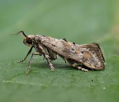 Attēlu rezultāti vaicājumam “Epermenia falciformis”