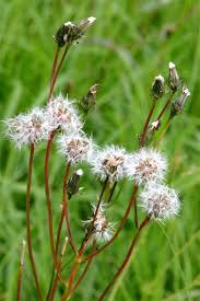Attēlu rezultāti vaicājumam “Crepis biennis”