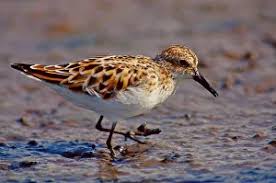 Attēlu rezultāti vaicājumam “Calidris minuta”