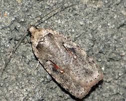 Attēlu rezultāti vaicājumam “Agonopterix ocellana”