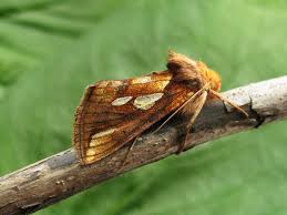 Attēlu rezultāti vaicājumam “Plusia festucae”