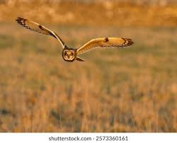 Attēlu rezultāti vaicājumam “Asio flammeus”