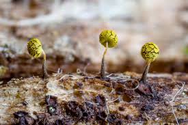 Attēlu rezultāti vaicājumam “Physarum viride var. aurantium spores”