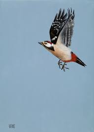 Attēlu rezultāti vaicājumam “Dendrocopos major”