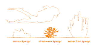 Attēlu rezultāti vaicājumam “Spongilla lacustris”