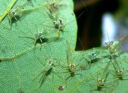 Attēlu rezultāti vaicājumam “Drepanosiphum platanoidis”