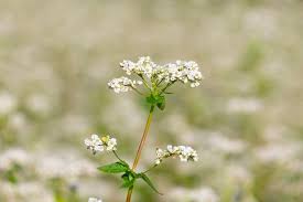 Attēlu rezultāti vaicājumam “Fagopyrum esculentum flower”