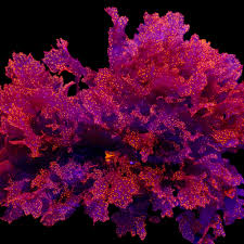 Attēlu rezultāti vaicājumam “Bryum weigelii macro”