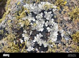 Attēlu rezultāti vaicājumam “Parmelina tiliacea”