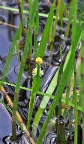 Attēlu rezultāti vaicājumam “Sparganium minimum fruit”