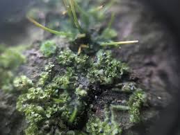 Attēlu rezultāti vaicājumam “Fossombronia foveolata”