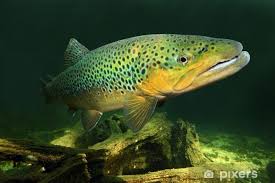 Image result for Salmo trutta