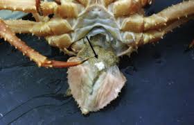 Image result for Chionoecetes opilio