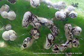 Attēlu rezultāti vaicājumam “Physarum braunianum young”