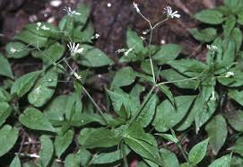 Attēlu rezultāti vaicājumam “Stellaria nemorum bud”