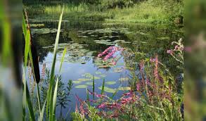 Image result for Heemtuin Rucphen