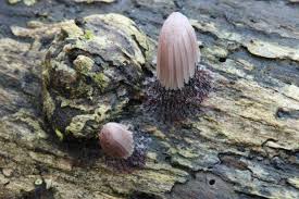 Attēlu rezultāti vaicājumam “Stemonitis axifera var. smithii stalked”