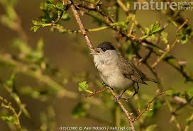 Attēlu rezultāti vaicājumam “Sylvia atricapilla”