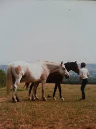 Image result for Old Park Riding Stables